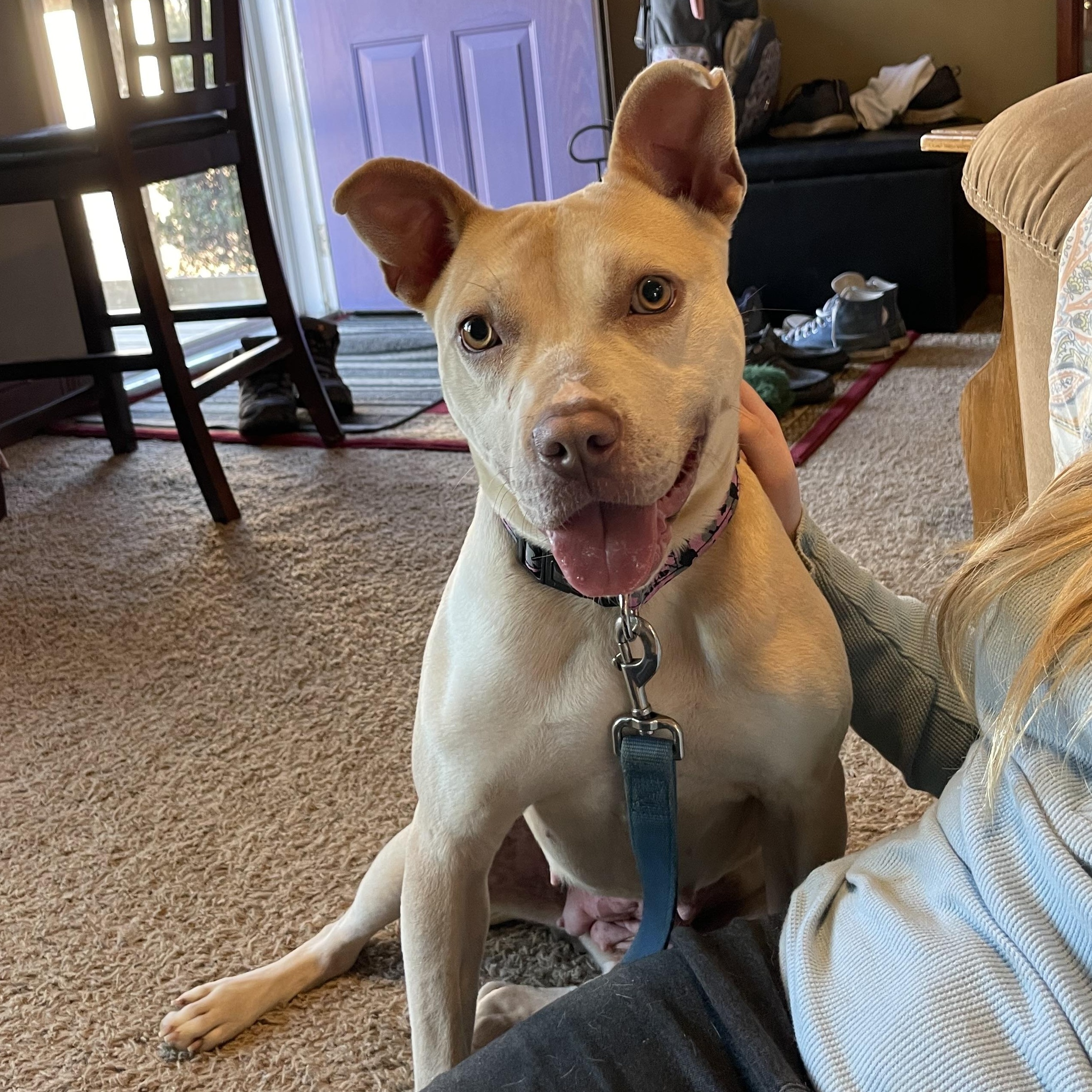 Enlarge Mocha, a Adoptable mixed breed in Florala, AL image 3/6