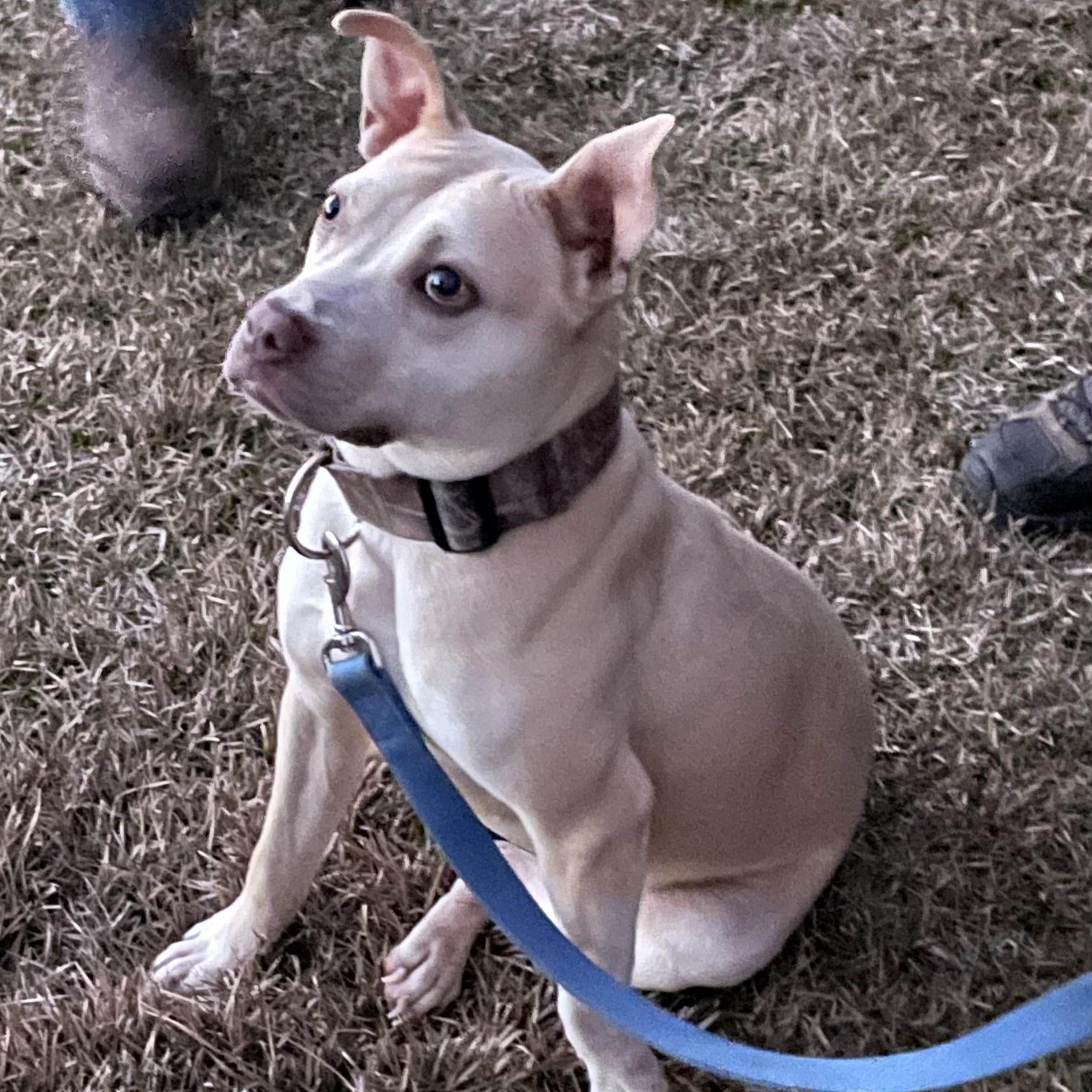 Enlarge Mocha, a Adoptable mixed breed in Florala, AL image 4/6