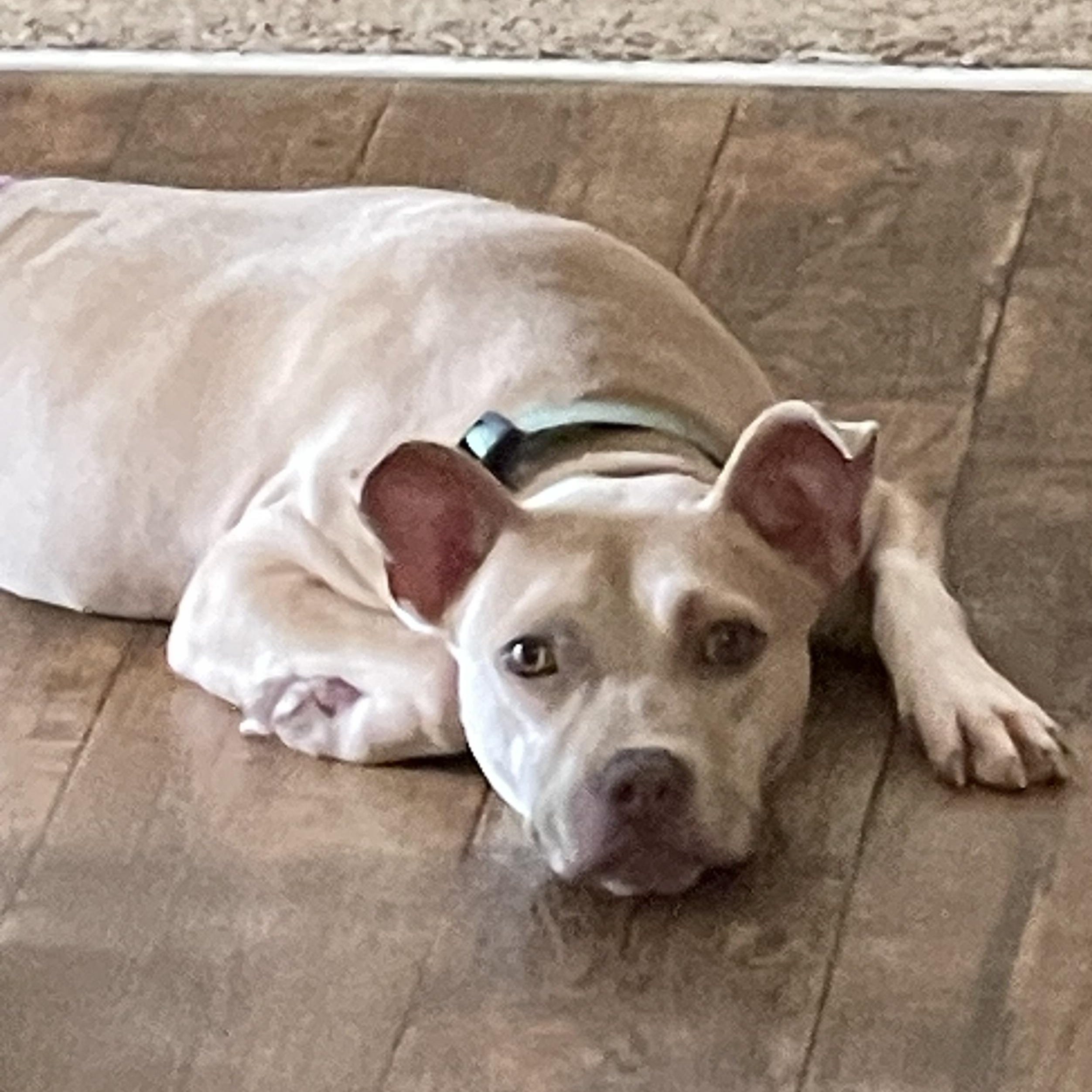 Enlarge Mocha, a Adoptable mixed breed in Florala, AL image 1/6