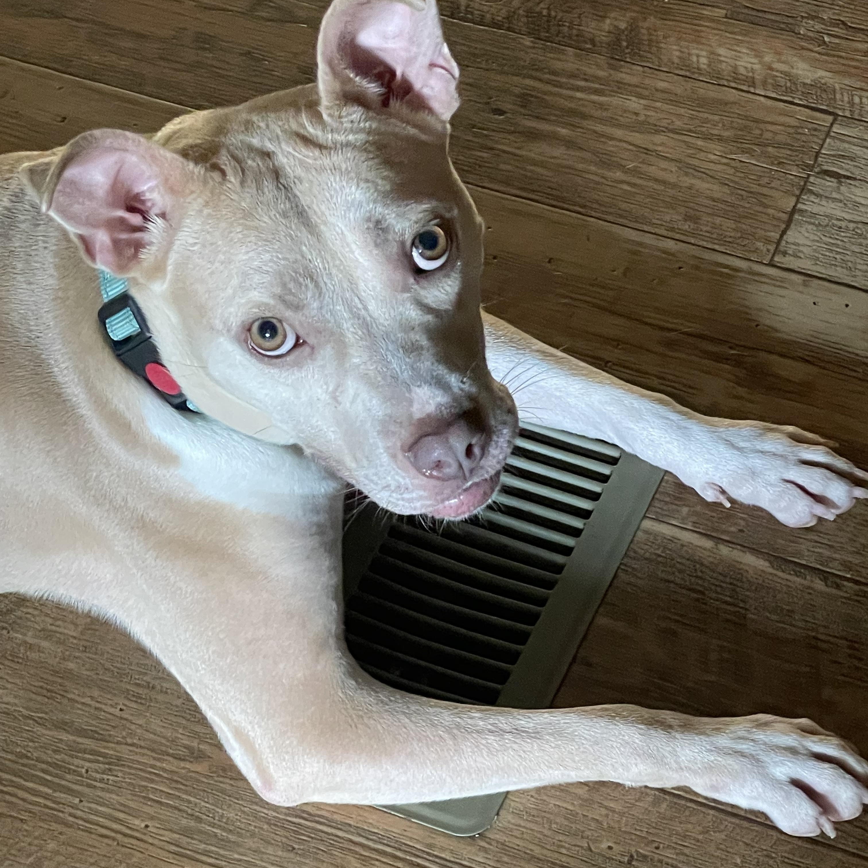 Enlarge Mocha, a Adoptable mixed breed in Florala, AL image 5/6