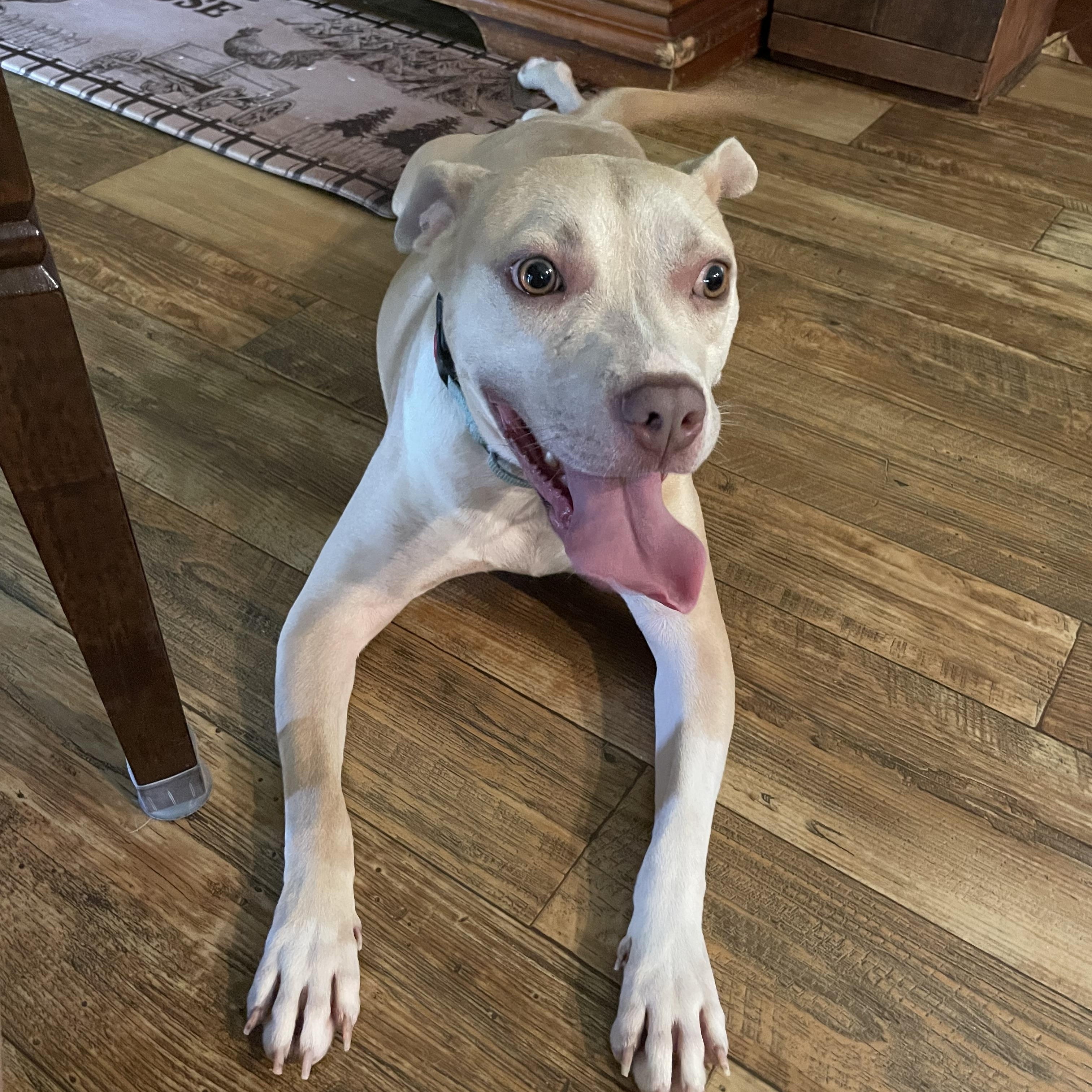 Enlarge Mocha, a Adoptable mixed breed in Florala, AL image 6/6