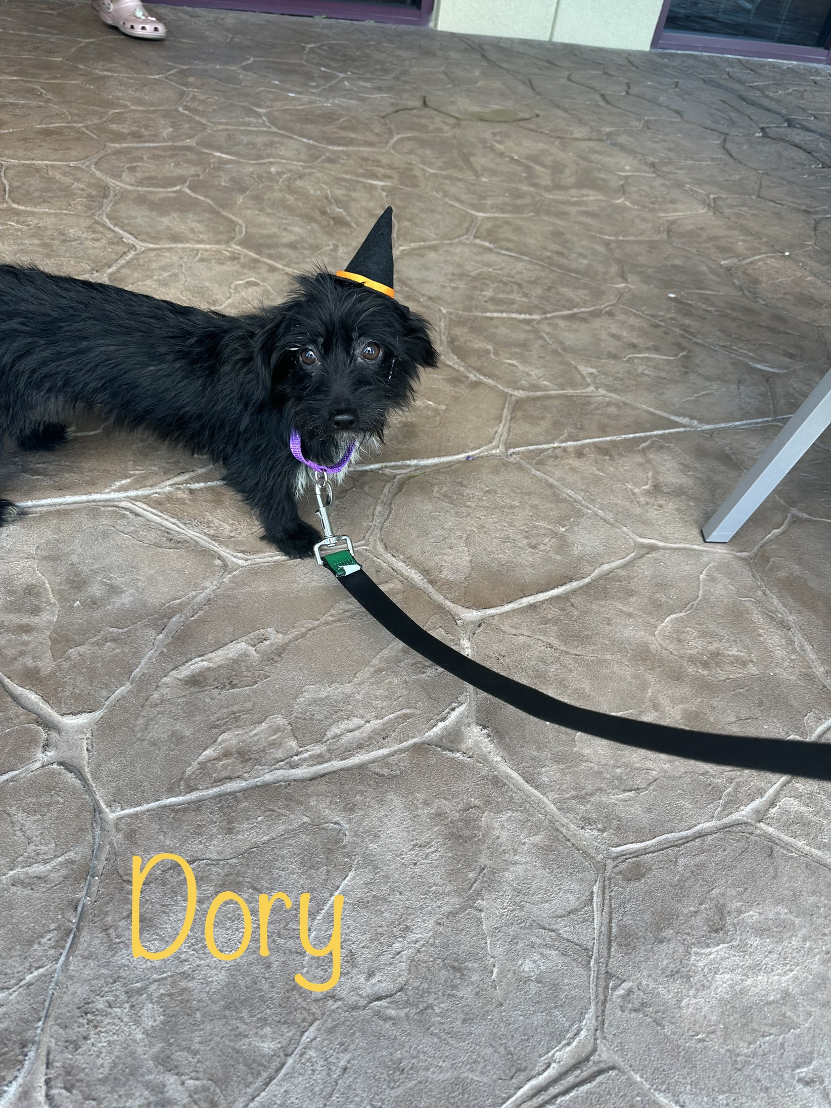 Dog for adoption Dory, a Dachshund Mix in Las Vegas, NV Petfinder