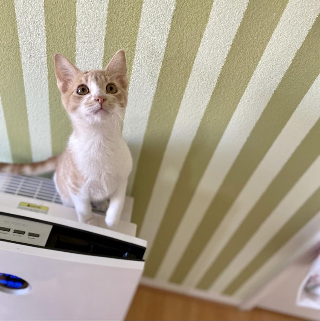 Buckley — thumbnail 2