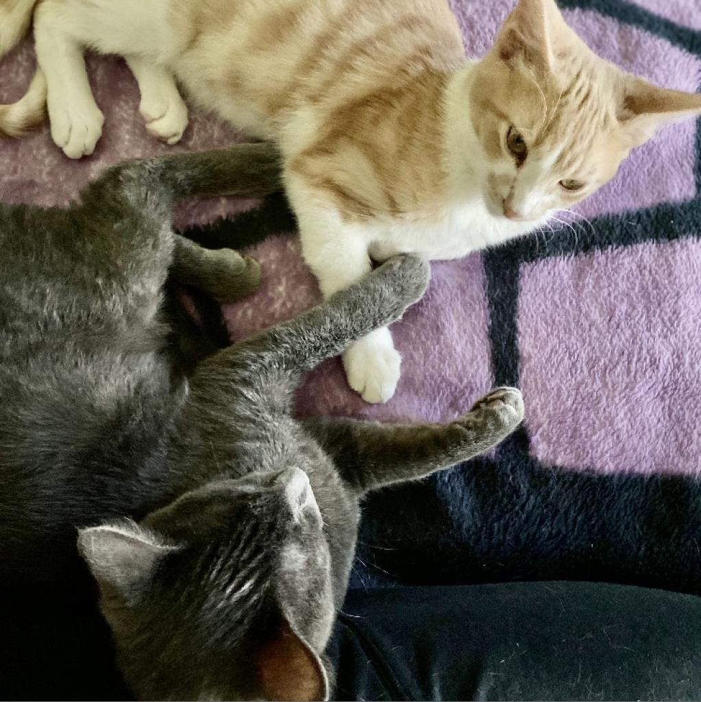 Enlarge Buckley, a Adoptable Domestic Short Hair in Los Angeles, CA image 3/6