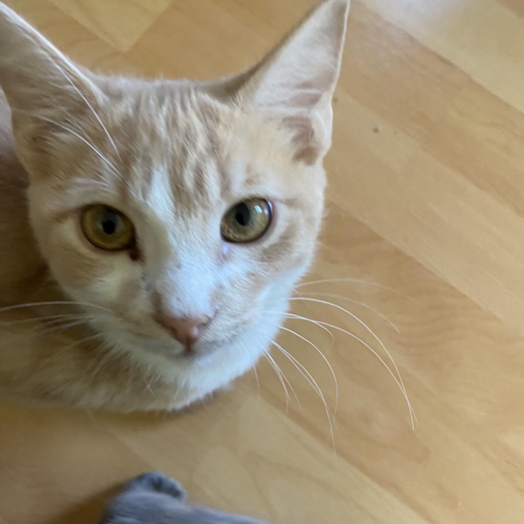 Enlarge Buckley, a Adoptable Domestic Short Hair in Los Angeles, CA image 4/6