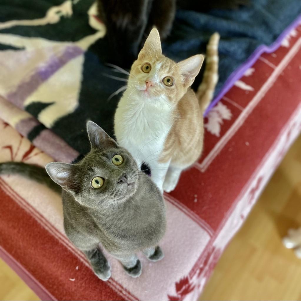 Enlarge Buckley, a Adoptable Domestic Short Hair in Los Angeles, CA image 5/6