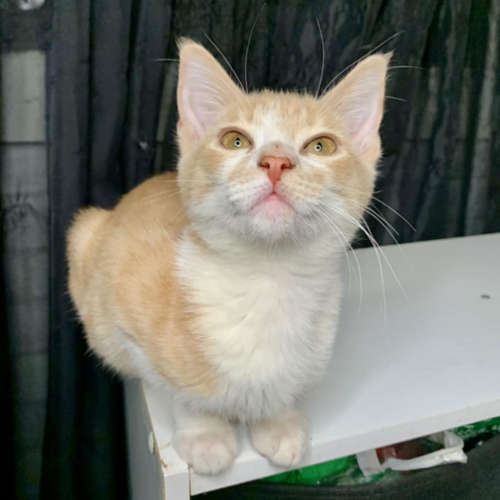 Enlarge Buckley, a Adoptable Domestic Short Hair in Los Angeles, CA image 6/6