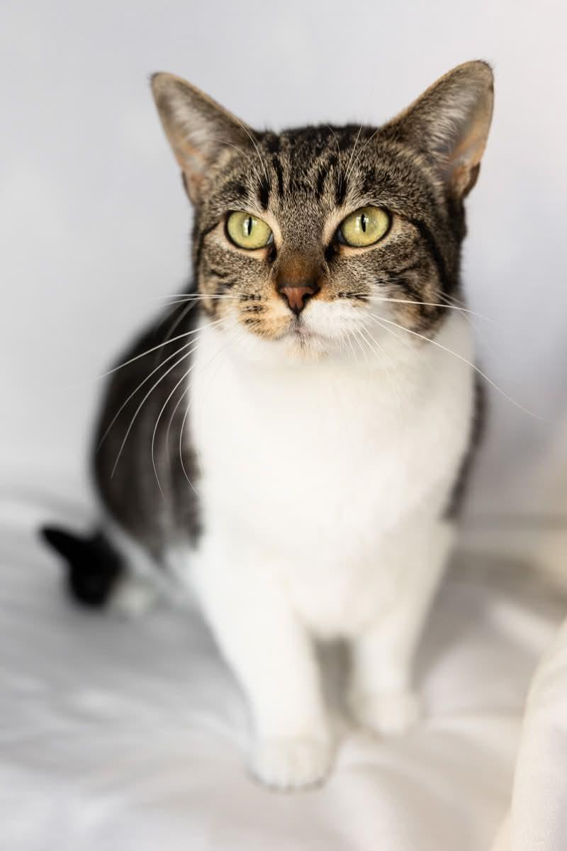 Enlarge Anna, a ADOPTABLE Domestic Short Hair in Rowland Heights, CA image 2/2