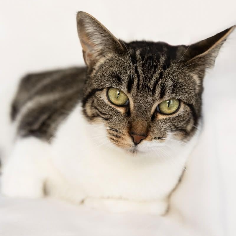 Anna, ADOPTABLE, Adult Female Domestic Short Hair.