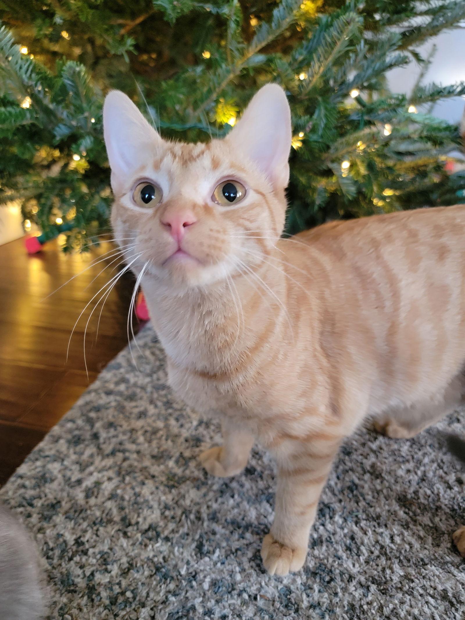 Danny, Adoptable, Kitten Male Domestic Short Hair.