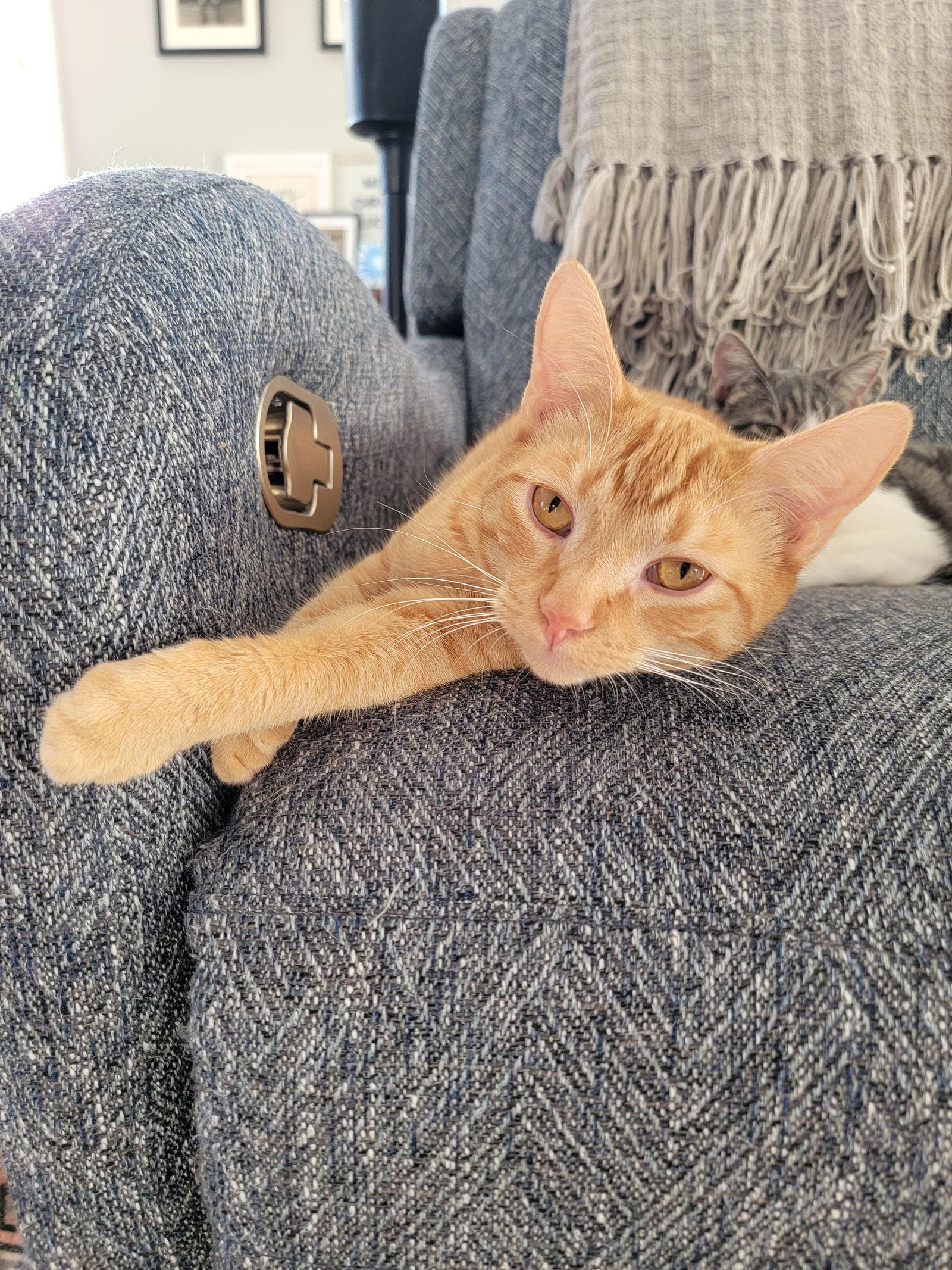 Enlarge Danny, a Adoptable Domestic Short Hair in Nashville, TN image 2/3