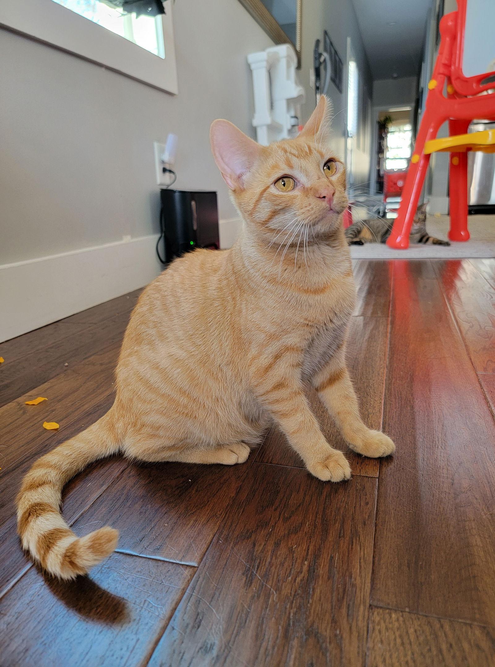 Enlarge Danny, a Adoptable Domestic Short Hair in Nashville, TN image 2/3