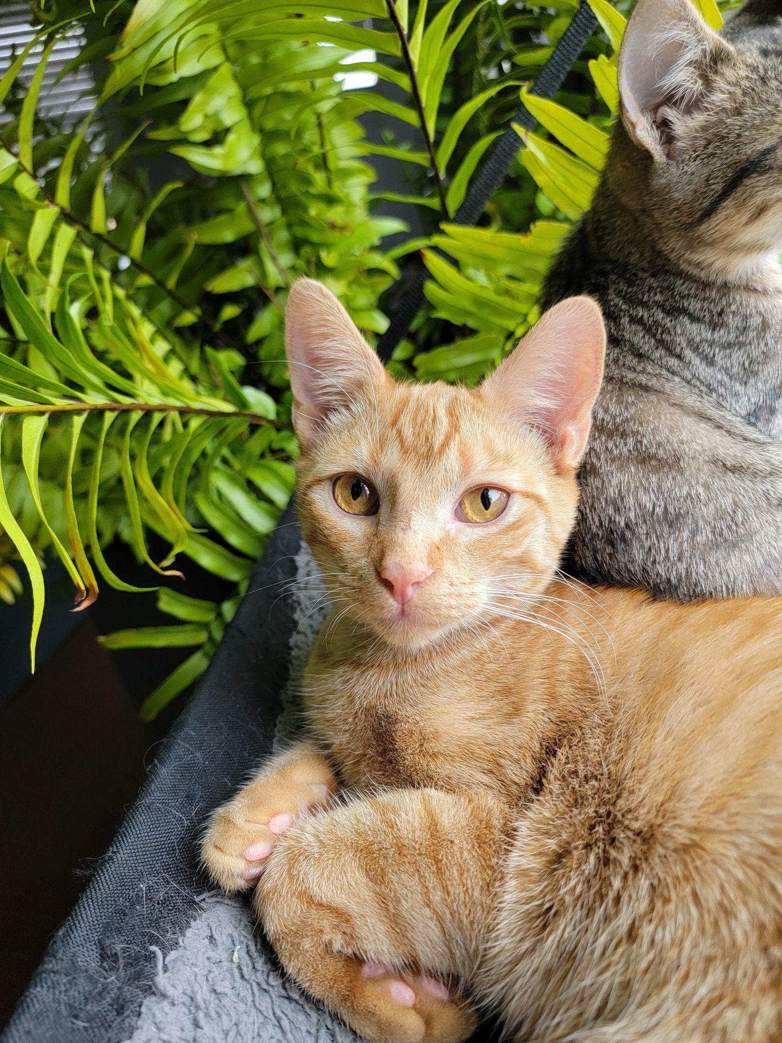 Enlarge Danny, a Adoptable Domestic Short Hair in Nashville, TN image 3/3