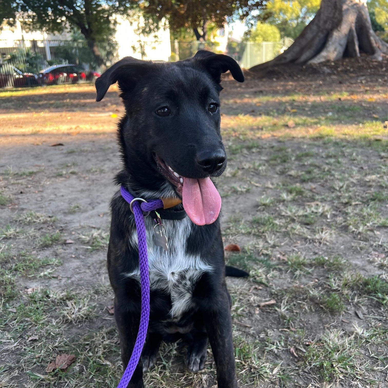 Star, adopted, Young Female Shepherd & Black Labrador Retriever.