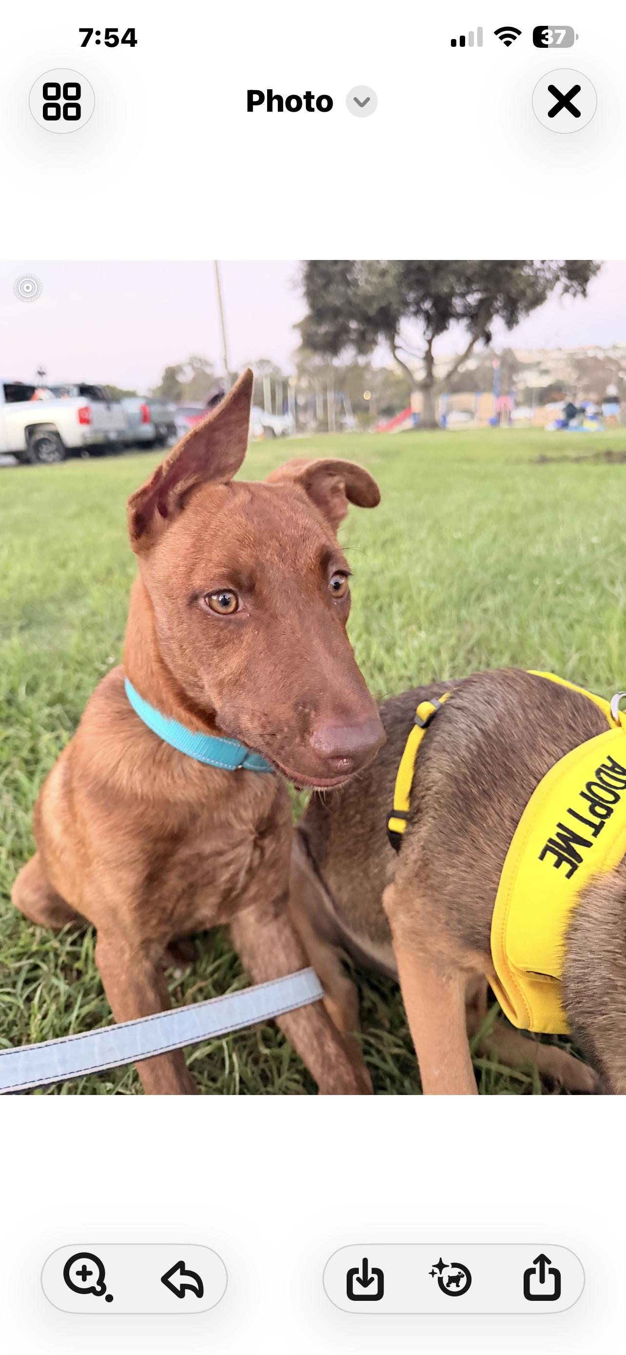 BROTHERS. 5 months, a ADOPTABLE mixed breed in El Cajon, CA image 6/6