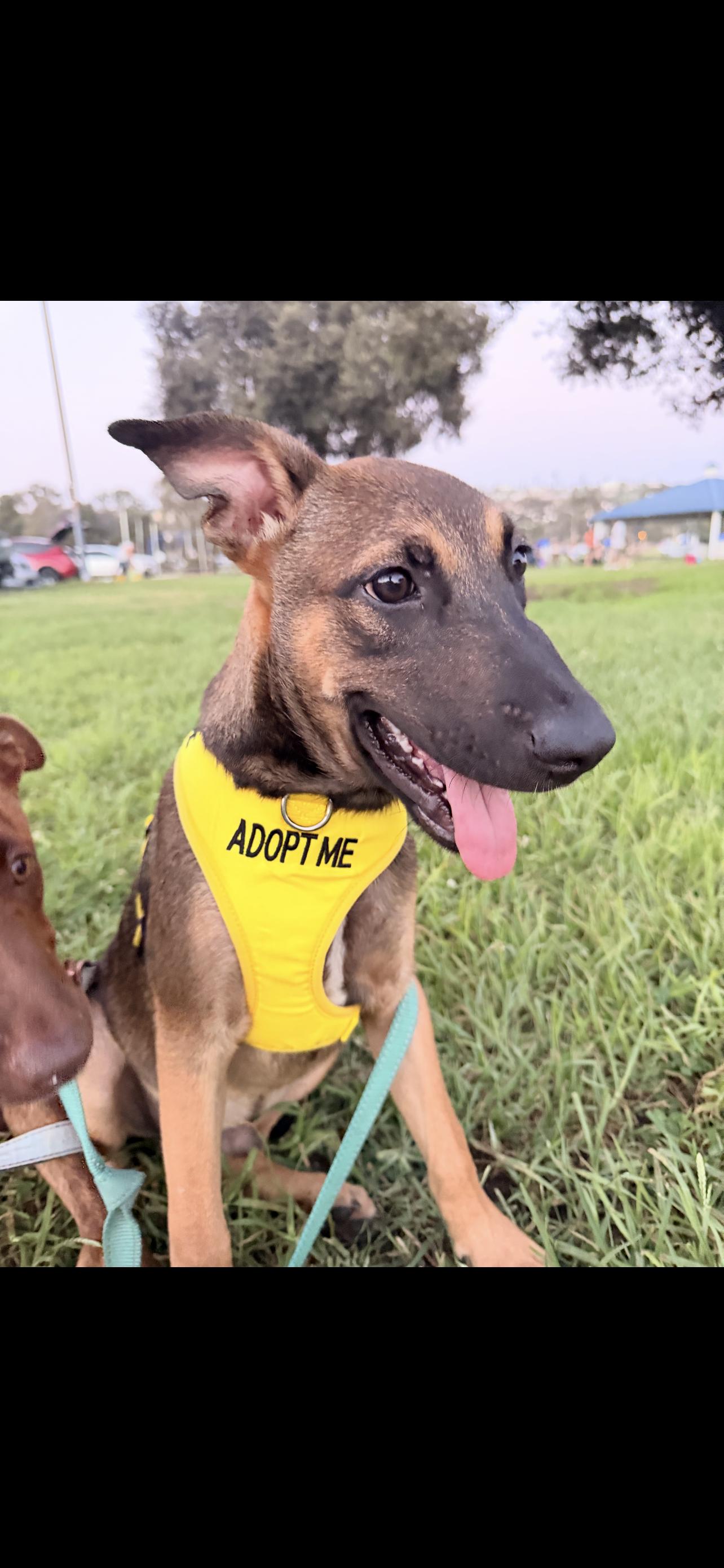 BROTHERS. 5 months, a ADOPTABLE mixed breed in El Cajon, CA image 4/6