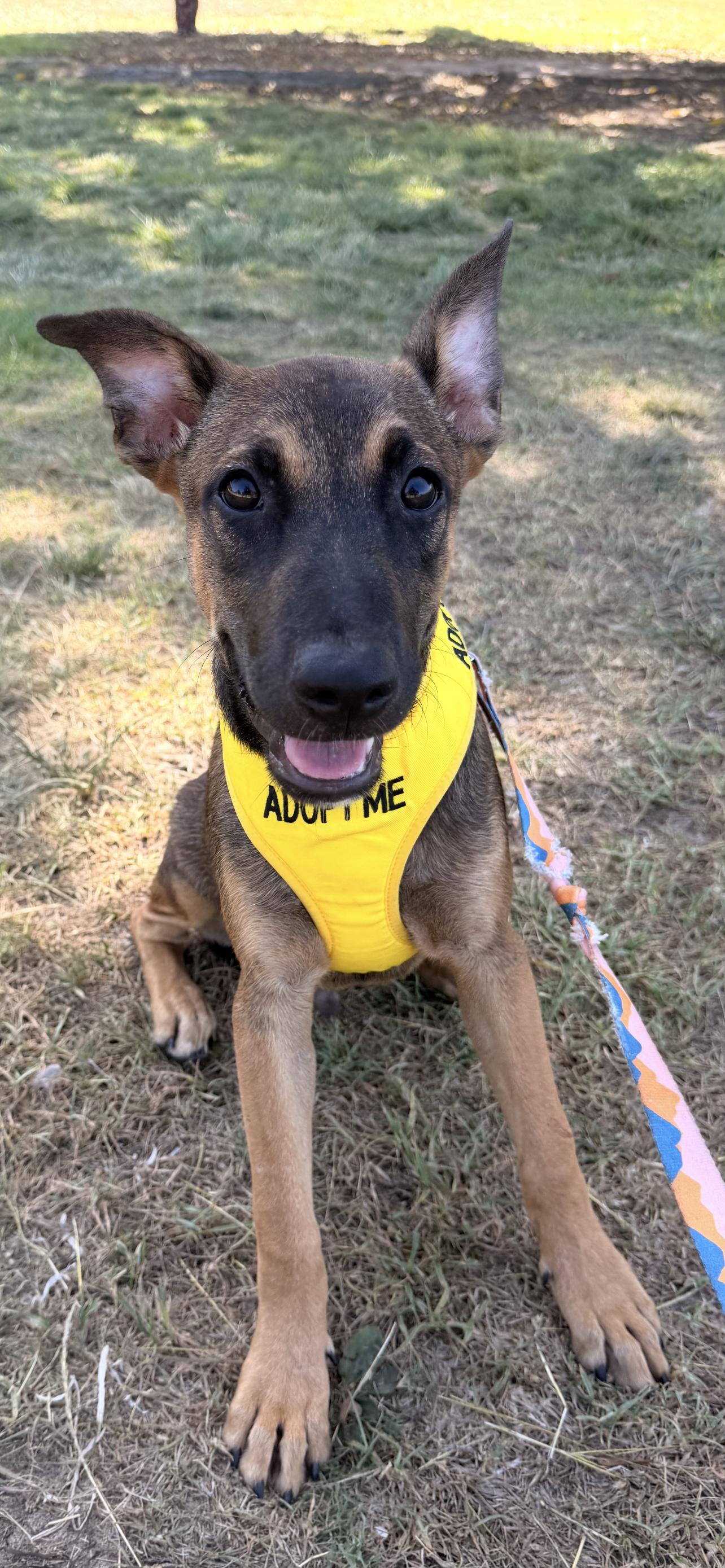 BROTHERS. 5 months, ADOPTABLE, Young Male German Shepherd Dog.
