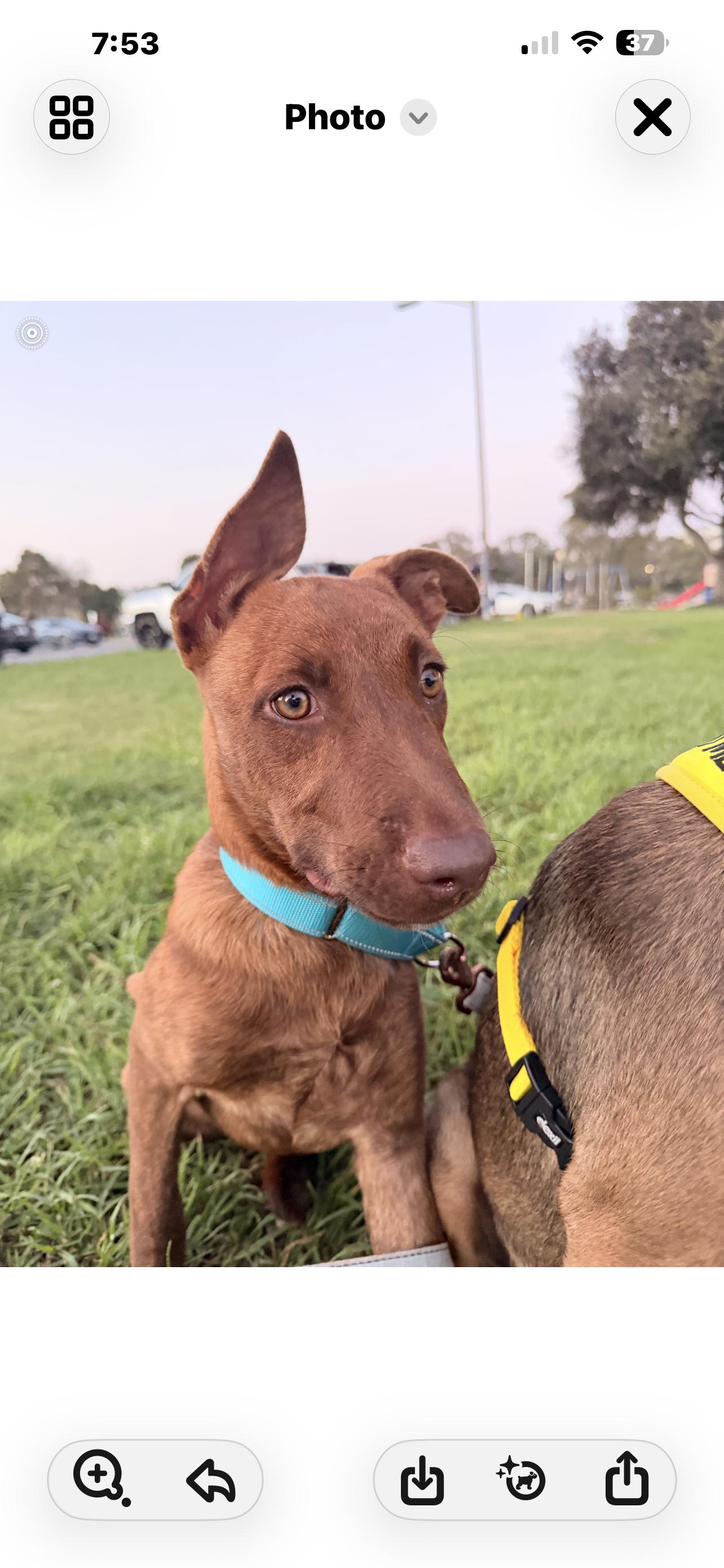 BROTHERS. 5 months, a ADOPTABLE mixed breed in El Cajon, CA image 2/6