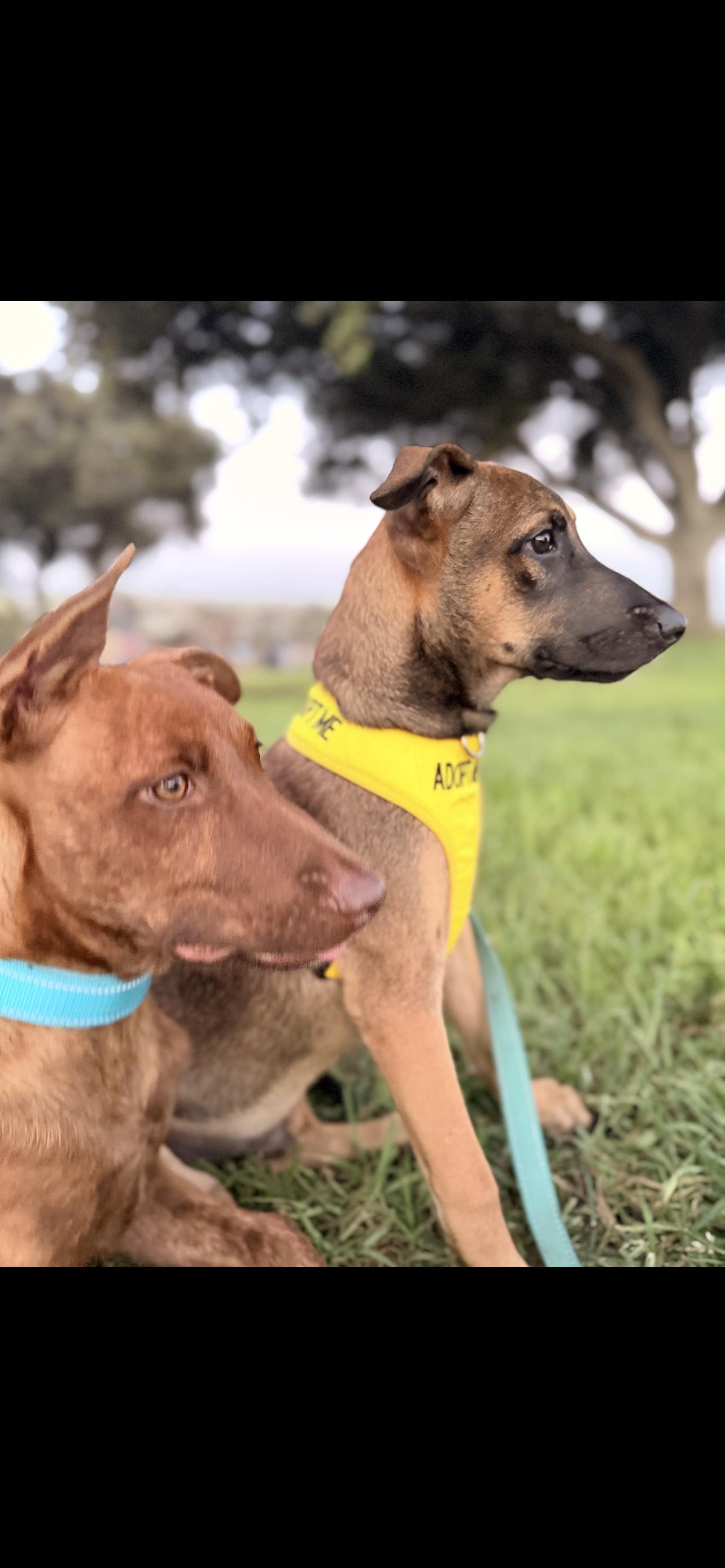 BROTHERS. 5 months, a ADOPTABLE mixed breed in El Cajon, CA image 3/6
