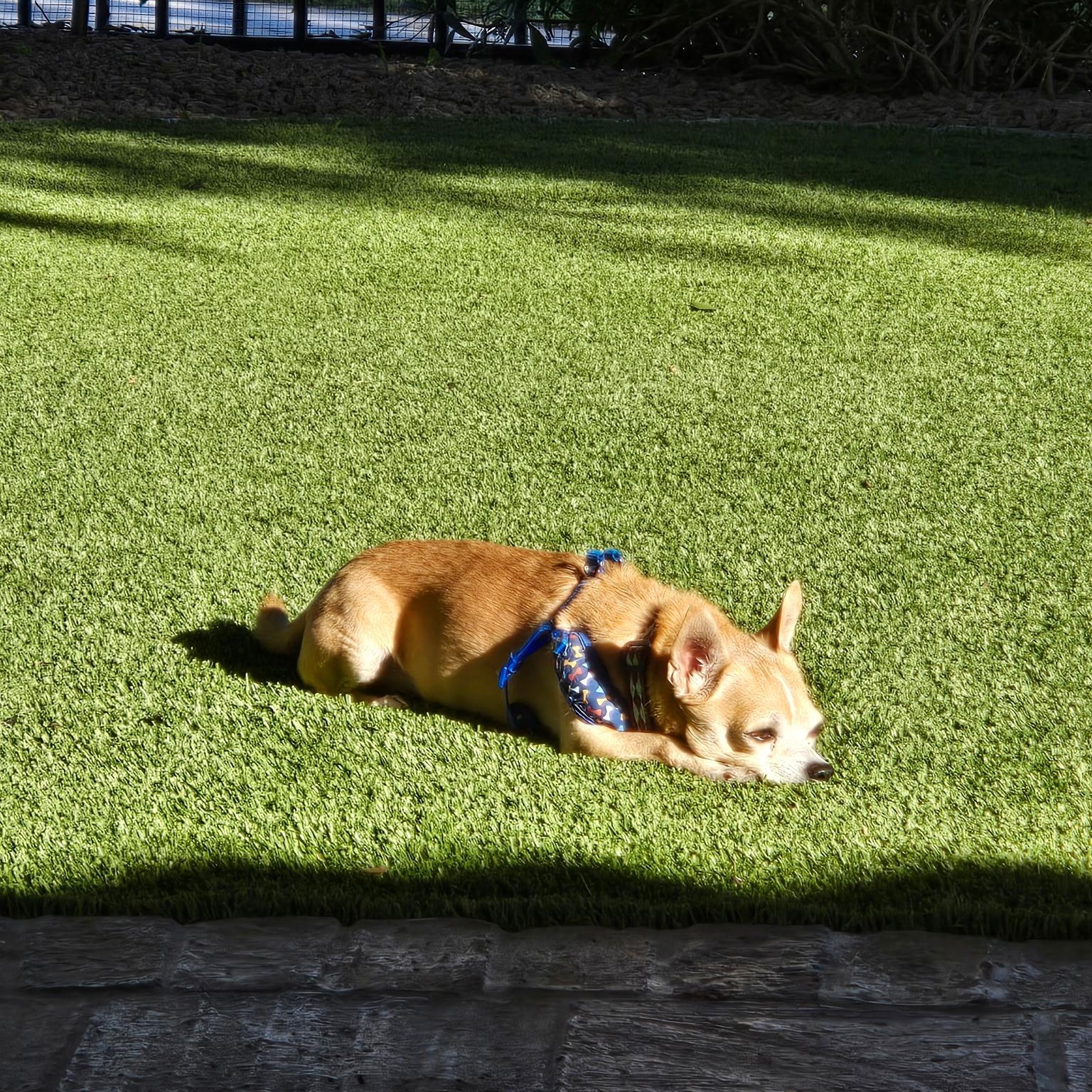 Elmo, a Adoptable mixed breed in Phoenix, AZ image 2/4