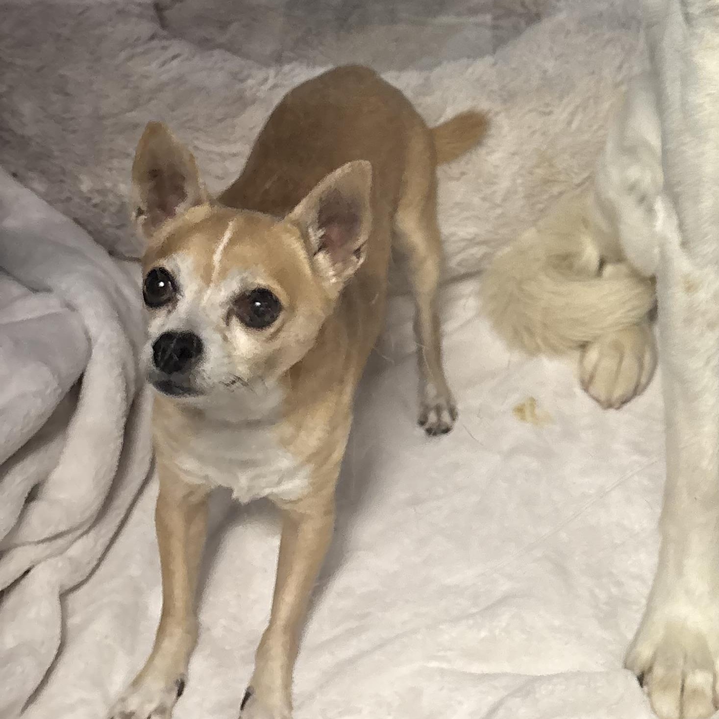 Elmo, a Adoptable mixed breed in Phoenix, AZ image 4/4