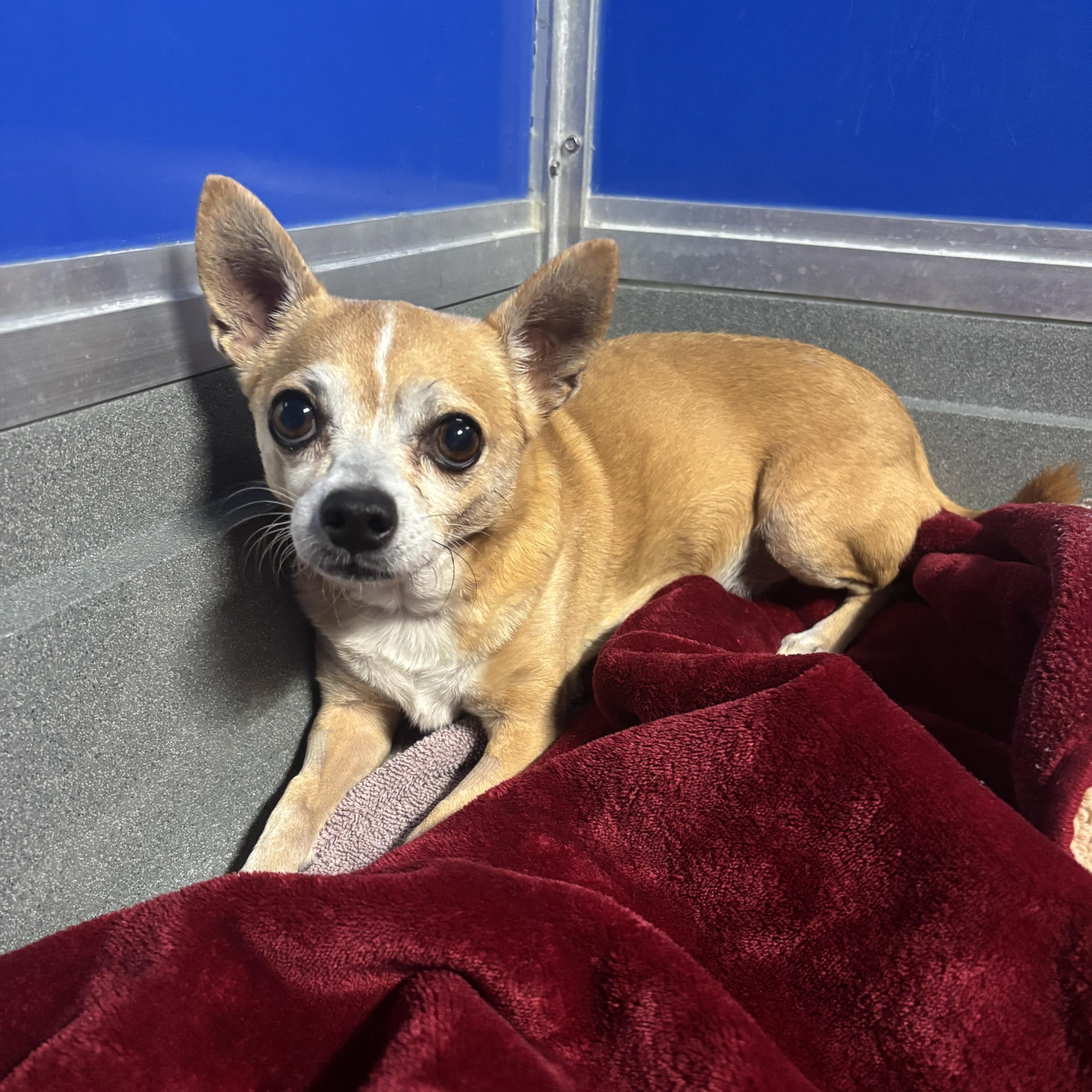 Elmo, a Adoptable mixed breed in Phoenix, AZ image 3/4