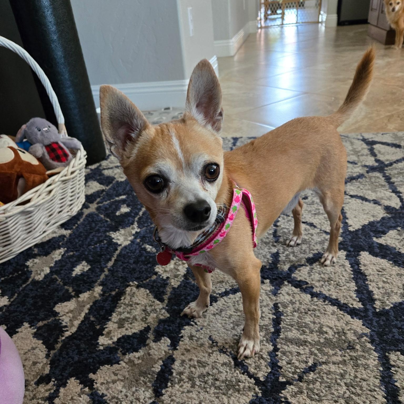 Elmo, Adoptable, Adult Male Chihuahua.