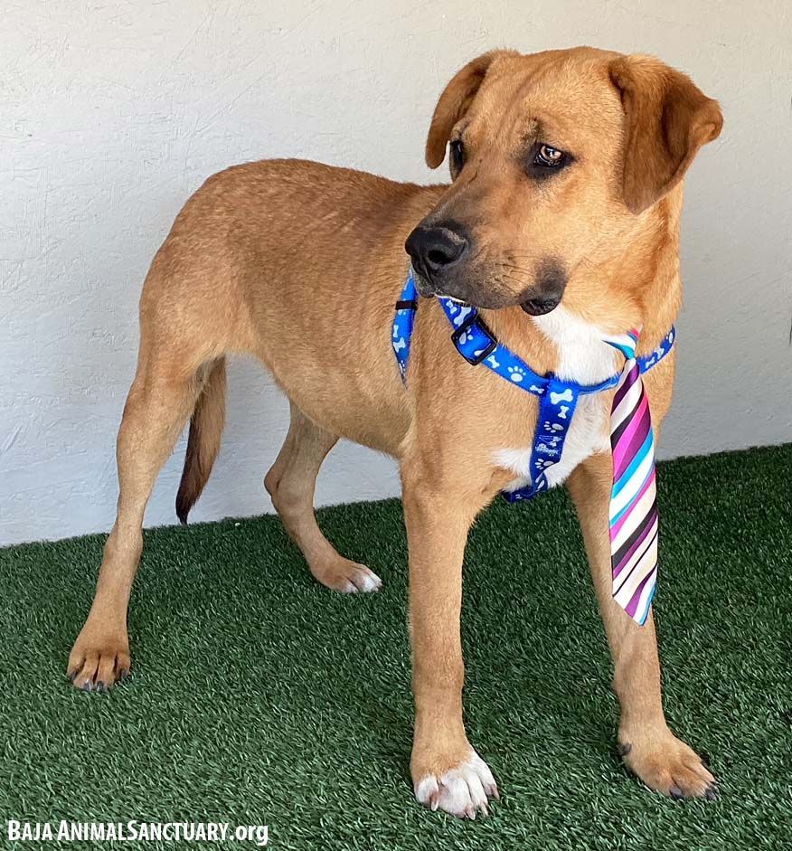 Bill, a Adoptable mixed breed in San Diego, CA image 2/7