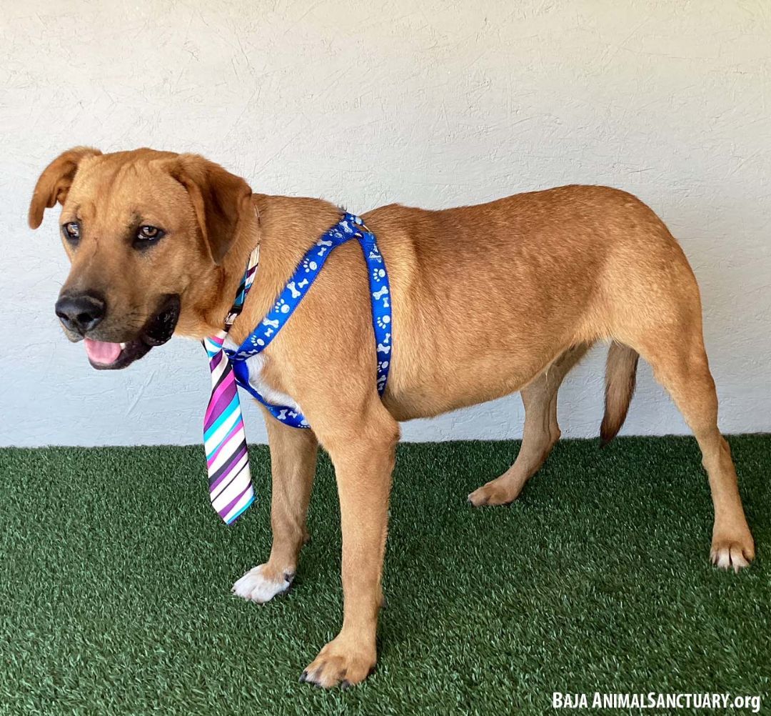 Bill, a Adoptable mixed breed in San Diego, CA image 3/7
