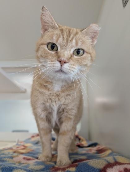 Hope, Adoptable, Adult Female Domestic Short Hair & Domestic Short Hair.