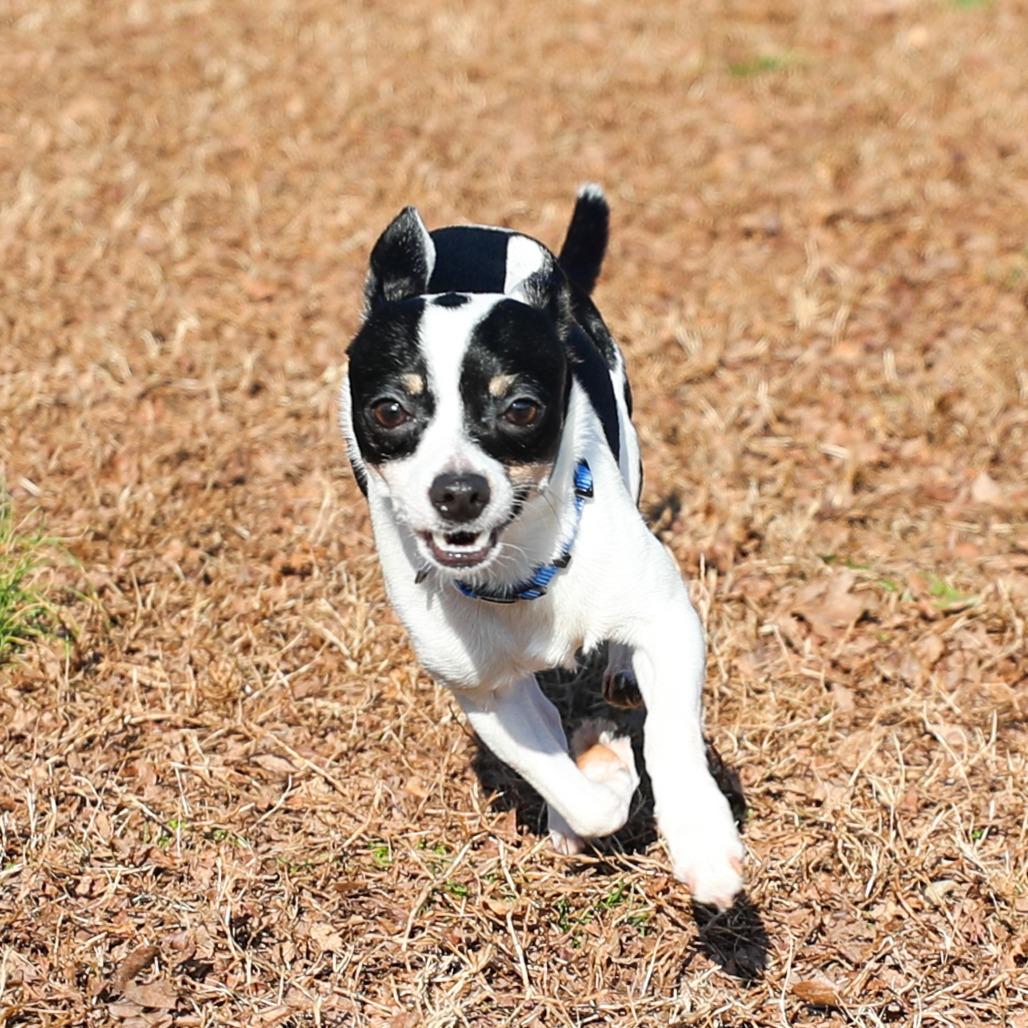 Enlarge Bandit, a Adoptable Chihuahua in Greensboro, GA image 1/6