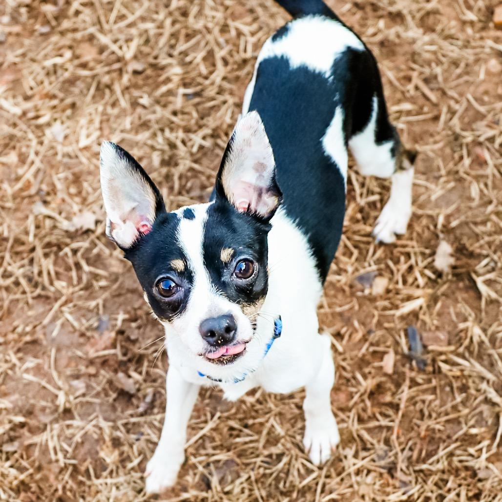 Enlarge Bandit, a Adoptable Chihuahua in Greensboro, GA image 2/6