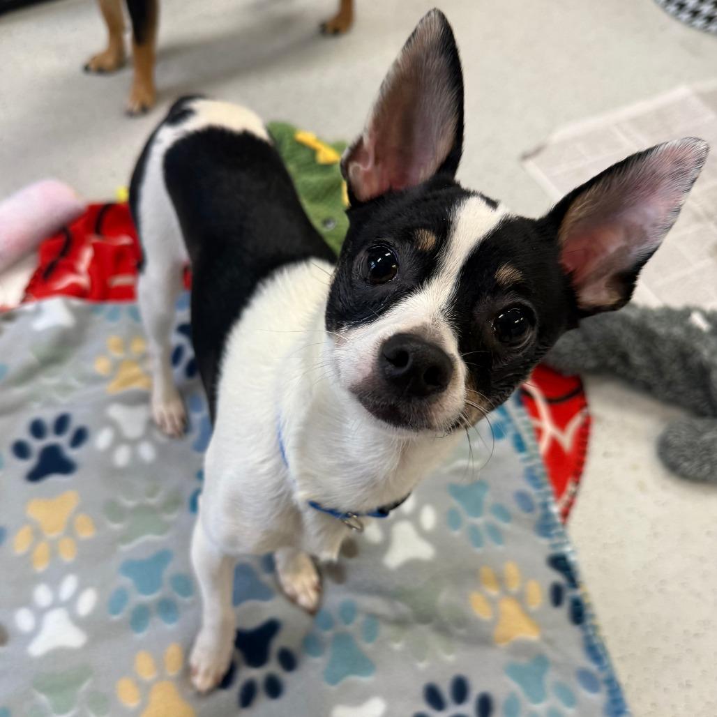 Enlarge Bandit, a Adoptable Chihuahua in Greensboro, GA image 3/6