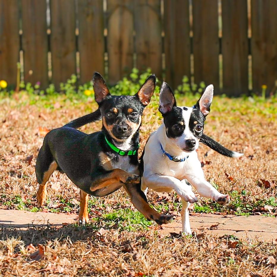 Enlarge Bandit, a Adoptable Chihuahua in Greensboro, GA image 4/6