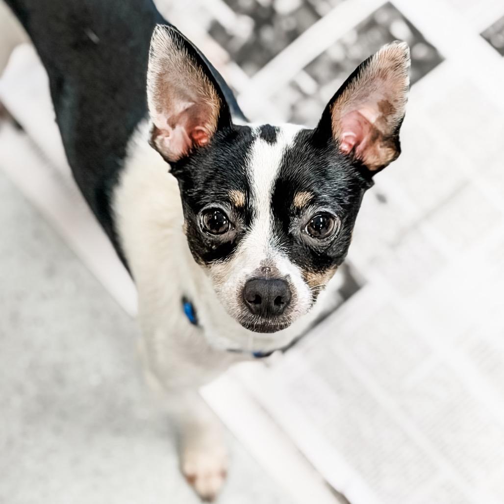 Enlarge Bandit, a Adoptable Chihuahua in Greensboro, GA image 5/6
