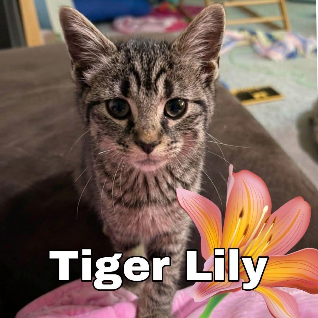 Tigerlily , ADOPTABLE, Young Female Domestic Short Hair.