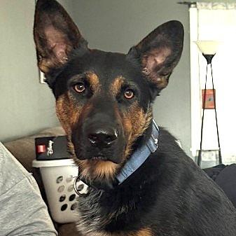 Enlarge Zinger, a Adoptable German Shepherd Dog in Van Horne, IA image 1/6