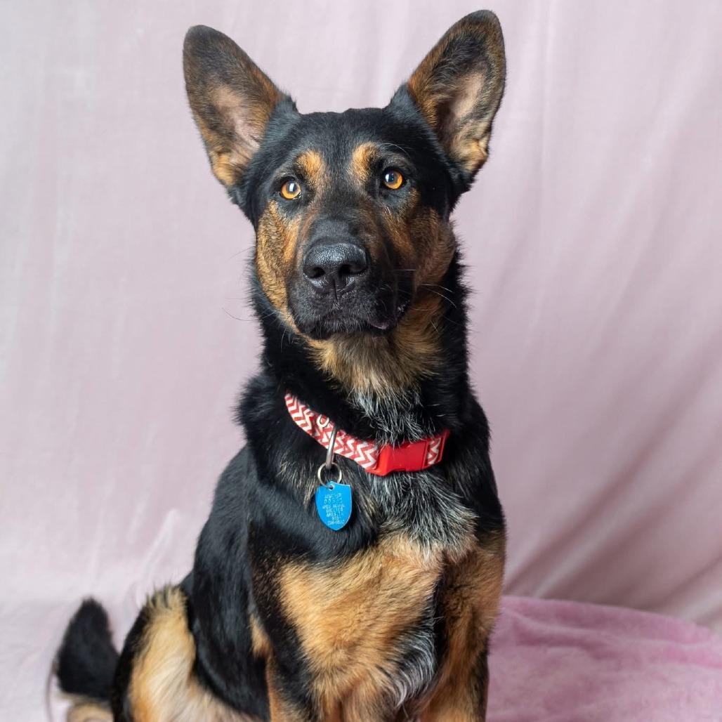 Zinger, Adoptable, Young Male German Shepherd Dog.