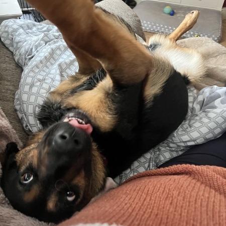 Enlarge Zinger, a Adoptable German Shepherd Dog in Van Horne, IA image 2/5