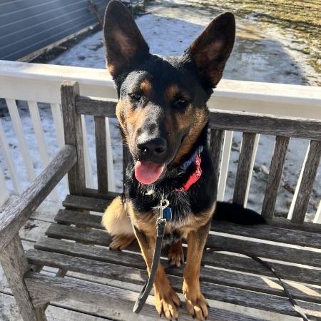 Enlarge Zinger, a Adoptable German Shepherd Dog in Van Horne, IA image 3/5