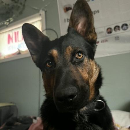 Enlarge Zinger, a Adoptable German Shepherd Dog in Van Horne, IA image 4/5
