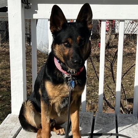 Enlarge Zinger, a Adoptable German Shepherd Dog in Van Horne, IA image 5/5