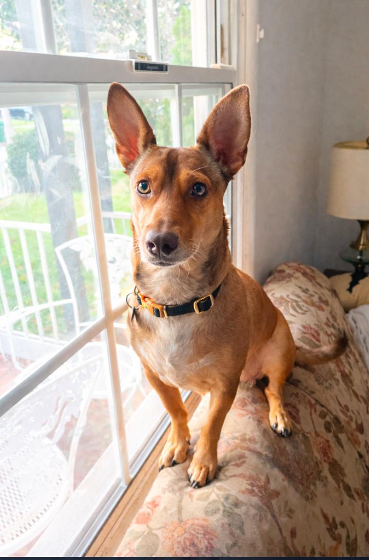 Peaches, ADOPTABLE, Adult Female Mixed Breed & Dachshund.