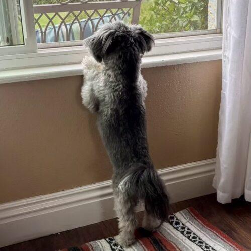 COOPER, a Adoptable mixed breed in San Juan Capistrano, CA image 1/3