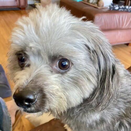 COOPER, a Adoptable mixed breed in San Juan Capistrano, CA image 2/3