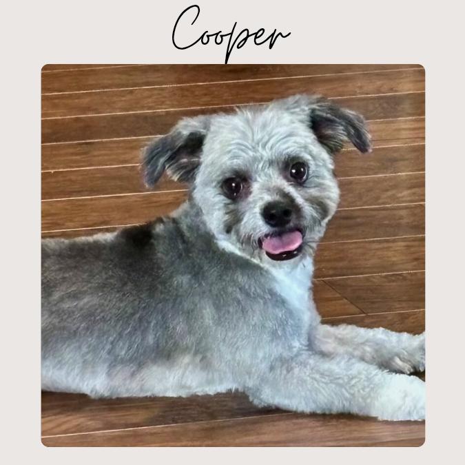 COOPER, a Adoptable mixed breed in San Juan Capistrano, CA image 3/3