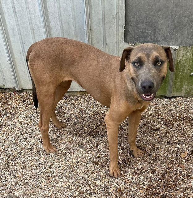 Alyssa-heart of gold, Adoptable, Young Female Mountain Cur.