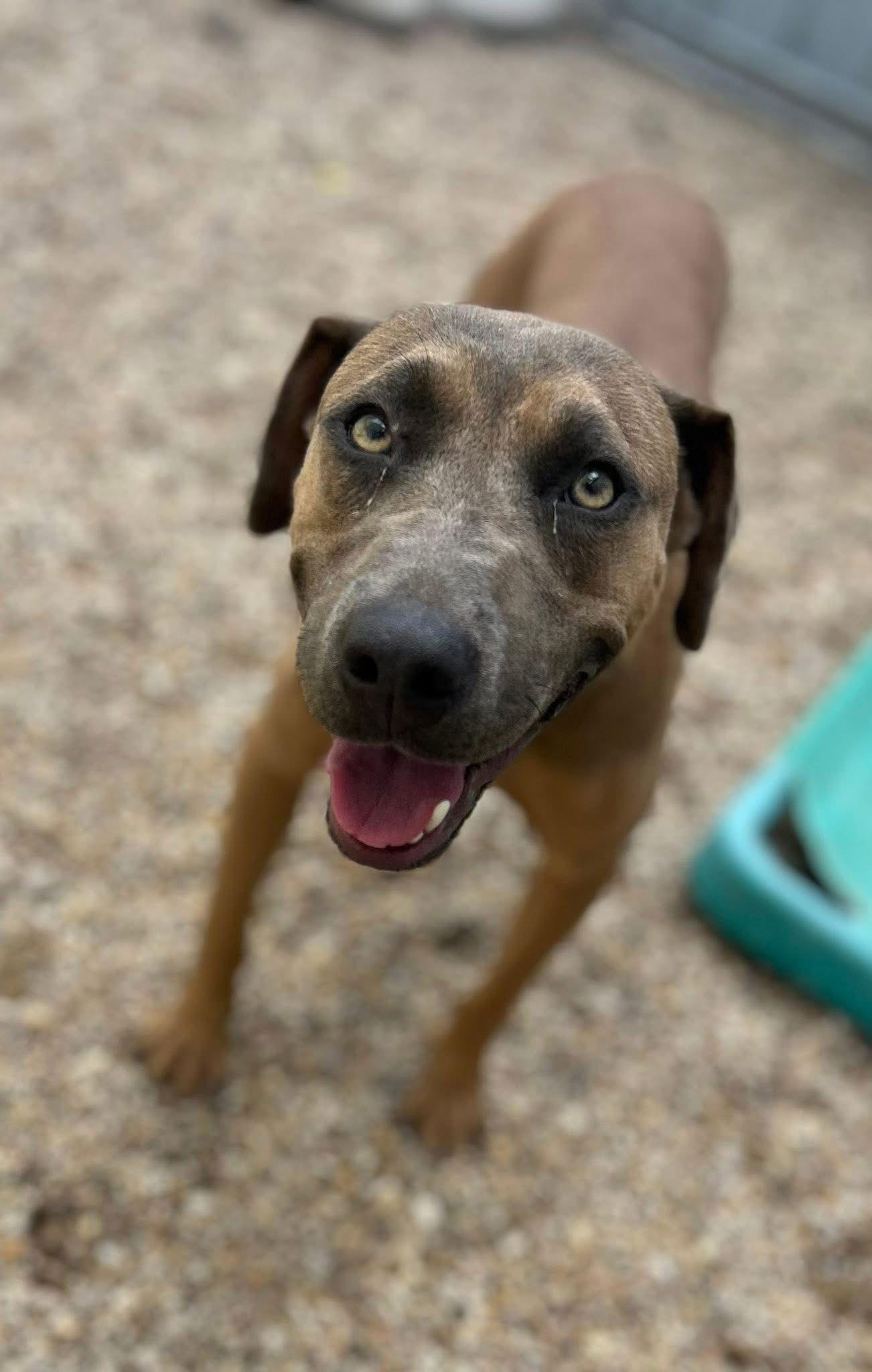 Enlarge Alyssa-heart of gold, a Adoptable Mountain Cur in Oakhurst, NJ image 2/3