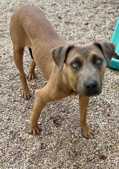 Enlarge Alyssa-heart of gold, a Adoptable Mountain Cur in Oakhurst, NJ image 3/3