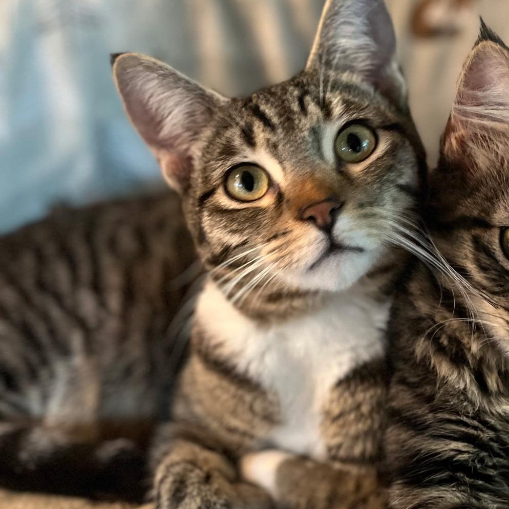 Enlarge Horchata, a Adoptable Domestic Short Hair in Incline Village, NV image 1/1